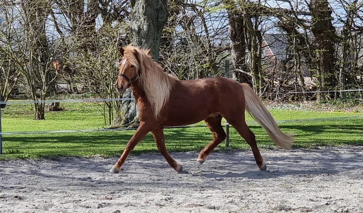 Islænder Náttsól Ninja Nyx billede 3