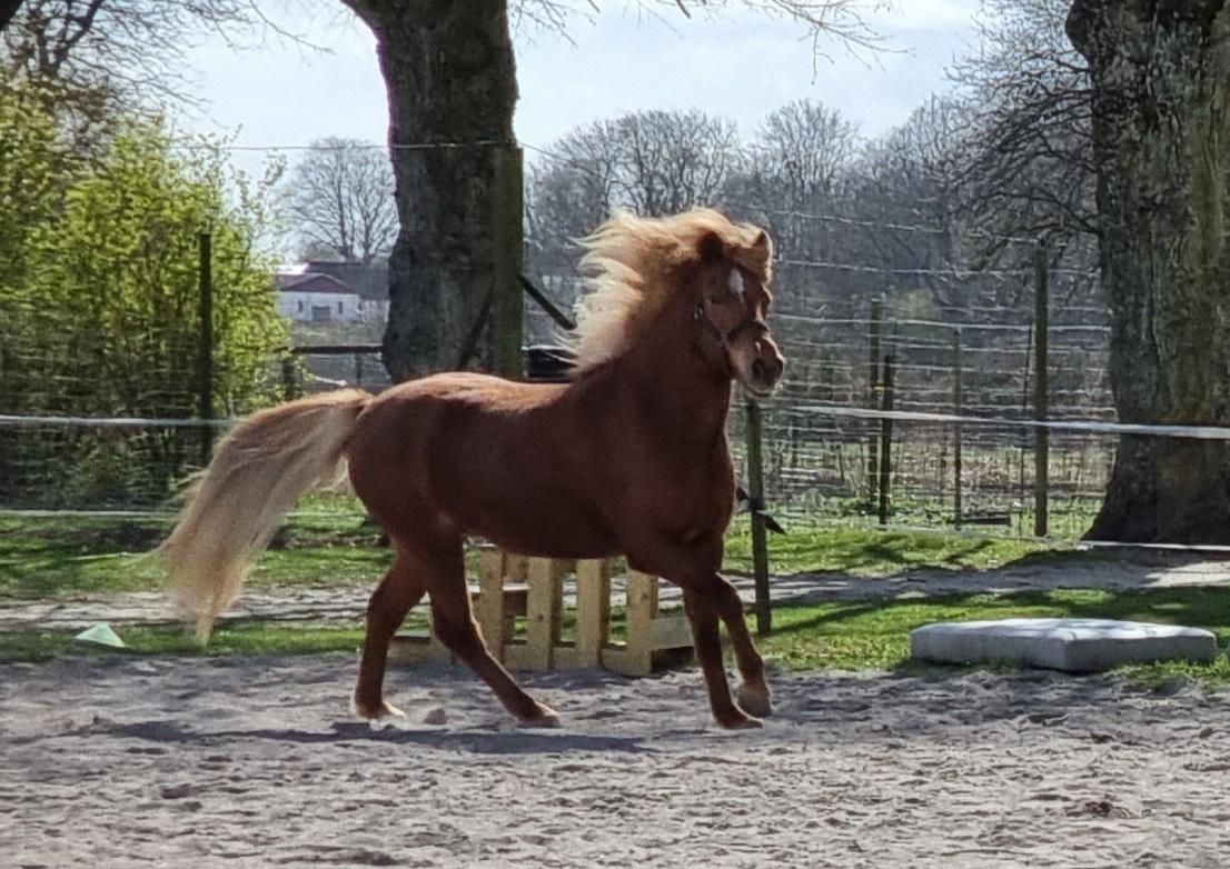 Islænder Náttsól Ninja Nyx billede 5