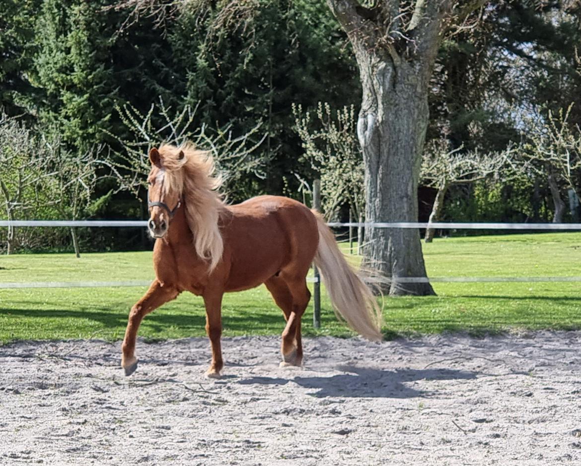 Islænder Náttsól Ninja Nyx billede 4