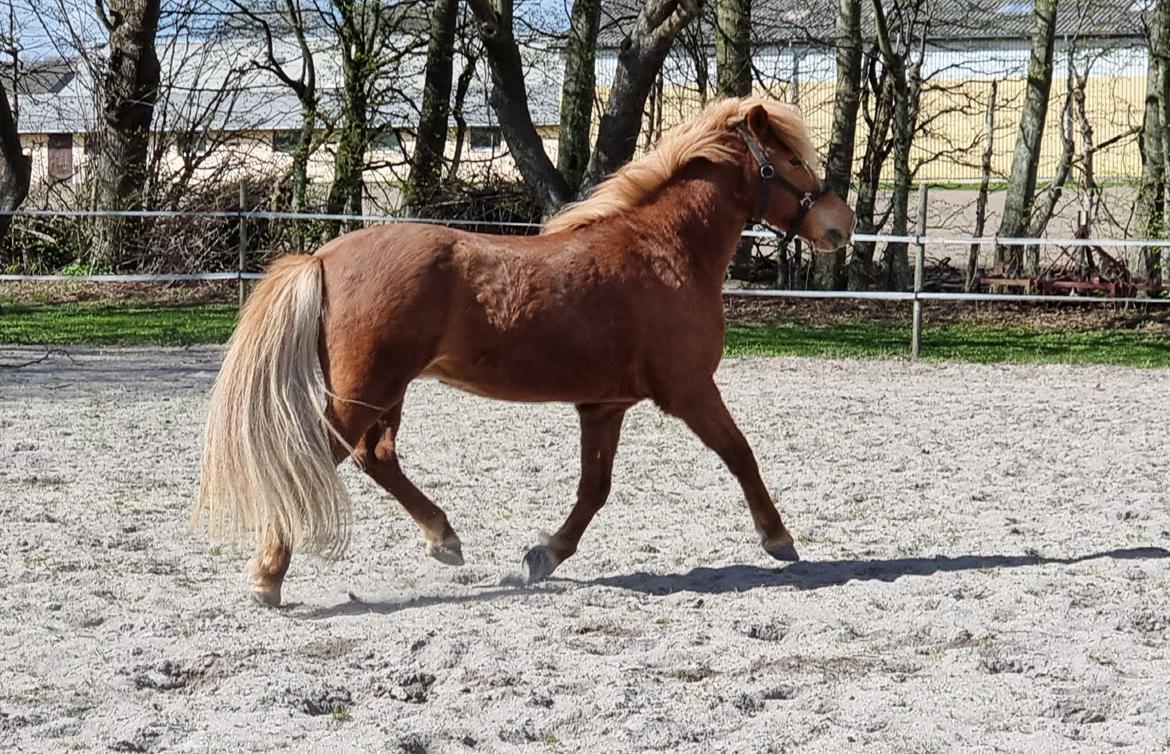 Islænder Náttsól Ninja Nyx billede 1