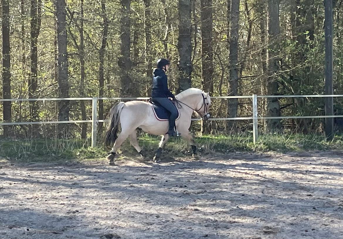 Fjordhest Grønhøjgårdens Malthe billede 15