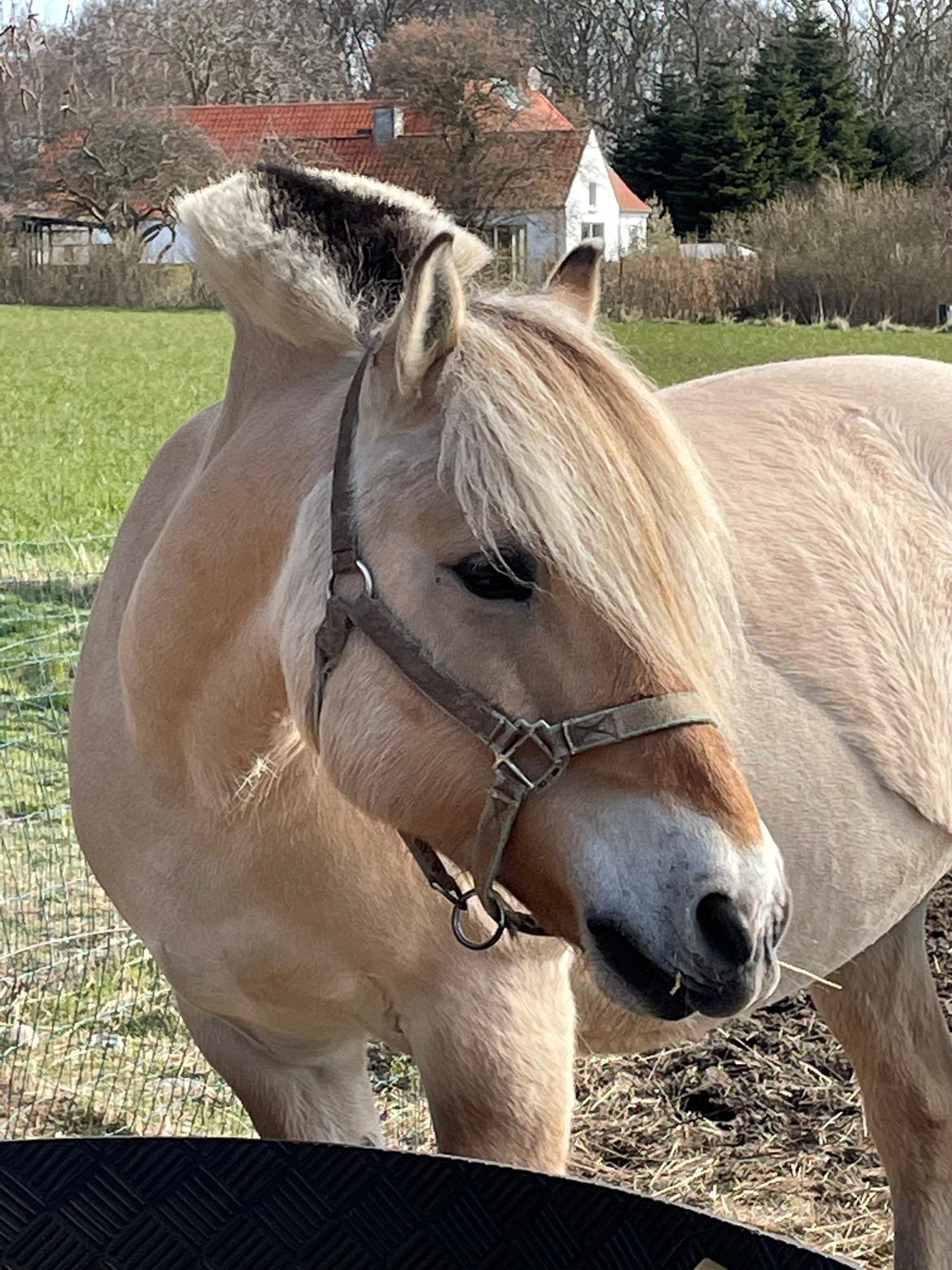 Fjordhest Grønhøjgårdens Malthe billede 18