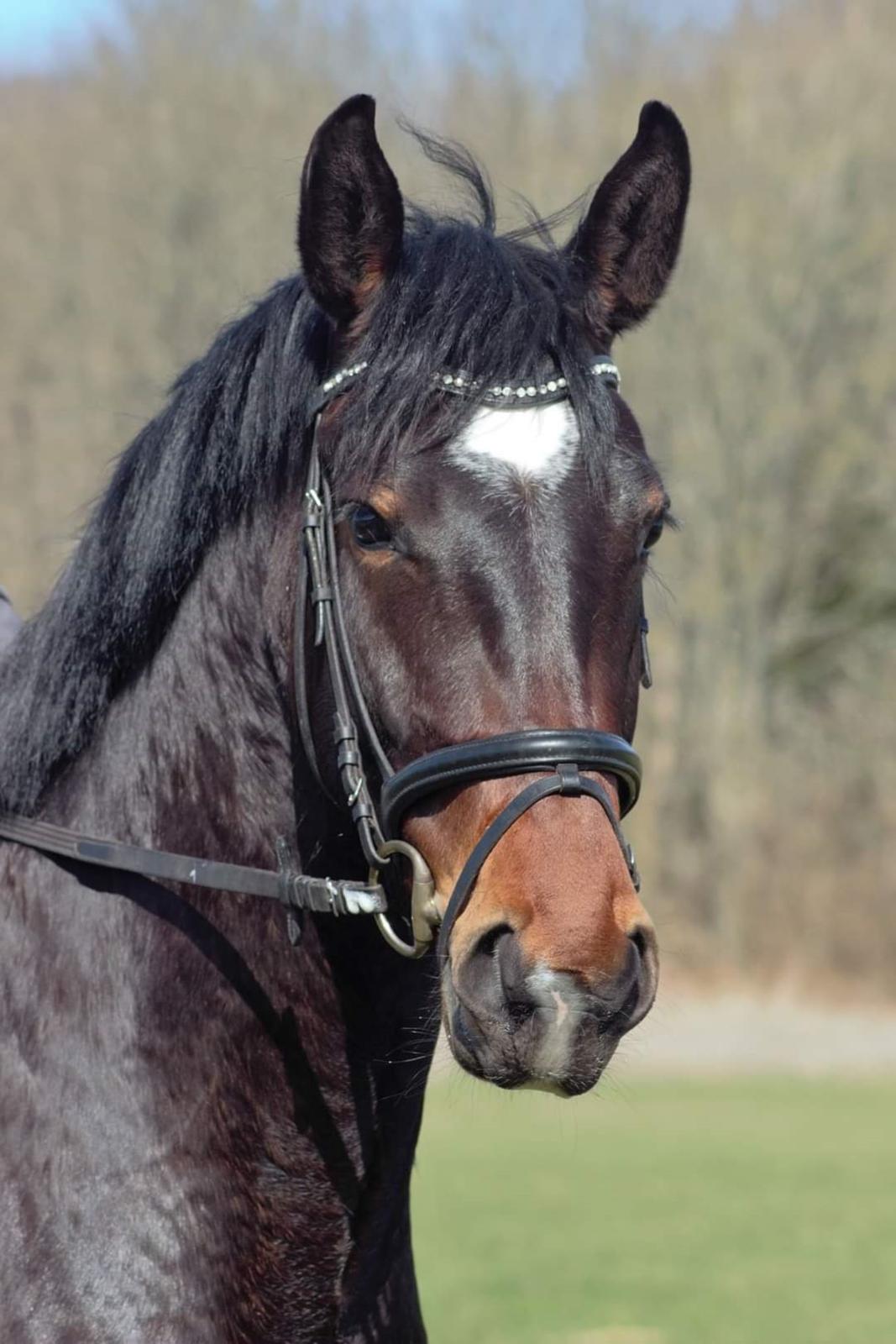 Oldenborg Ullits Sofie  billede 3