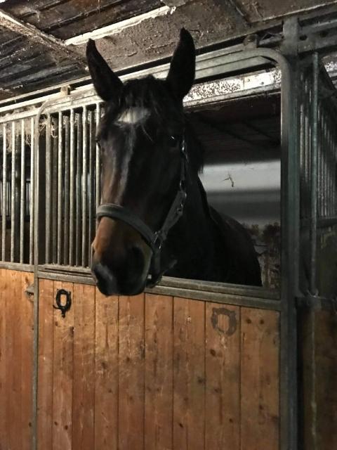 Oldenborg Ullits Sofie  billede 4