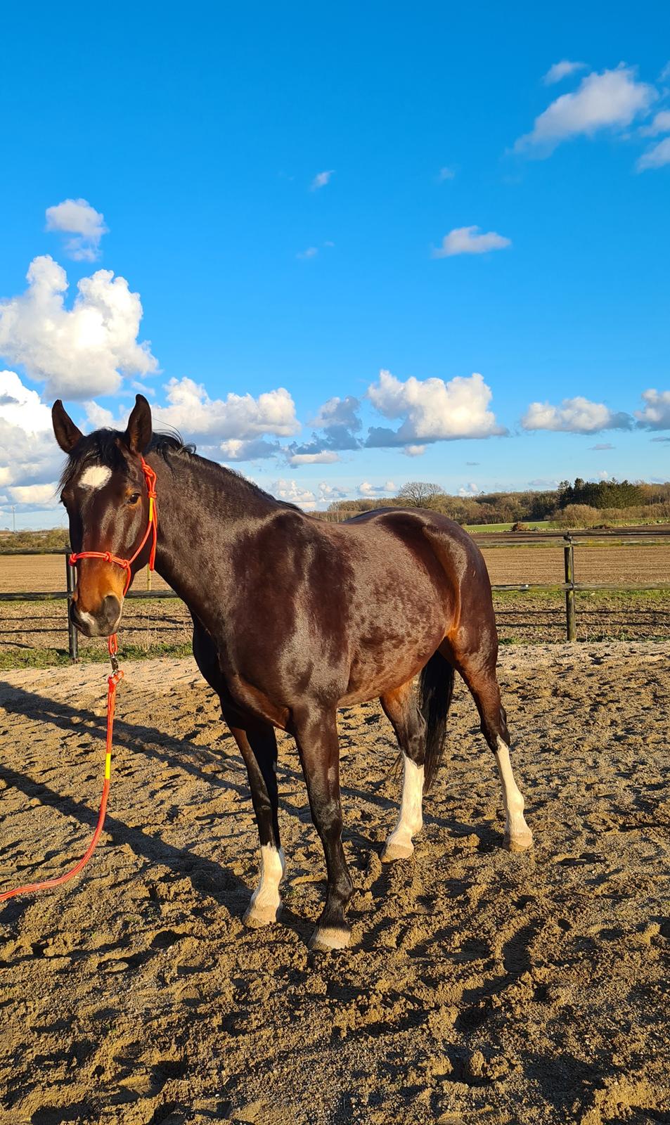 Oldenborg Ullits Sofie  billede 1