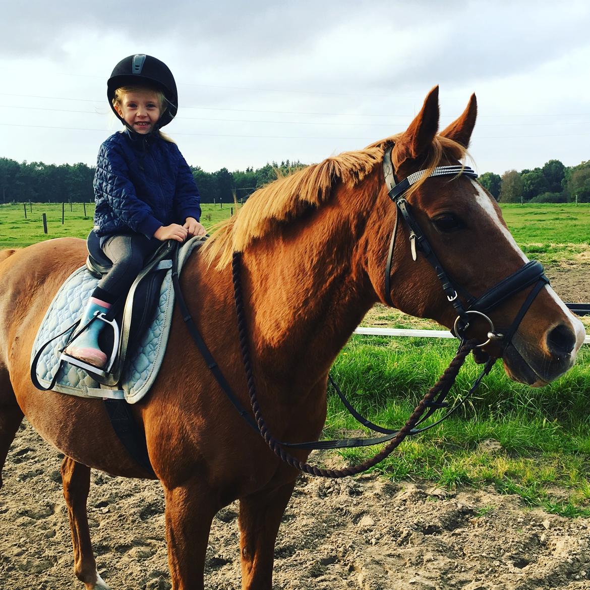 Anden særlig race Lady - Malou 4 år og hendes ynglings Lady billede 20