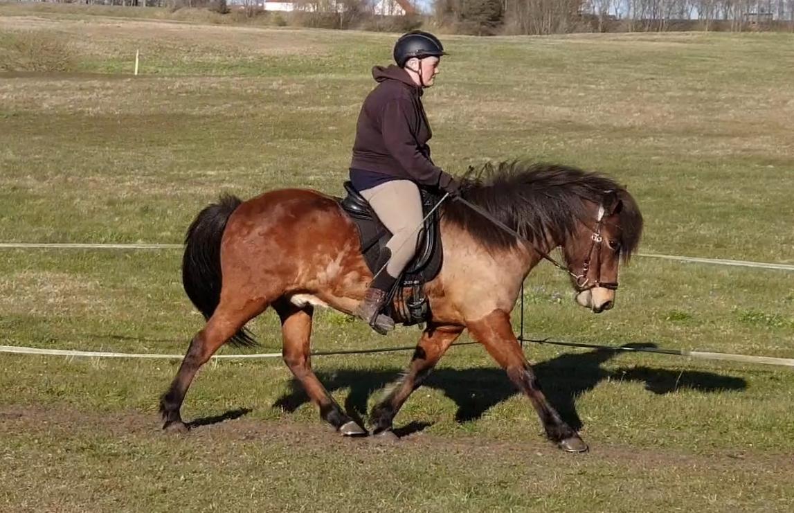 Islænder Sigurdur fra Lindegården SOLGT billede 47