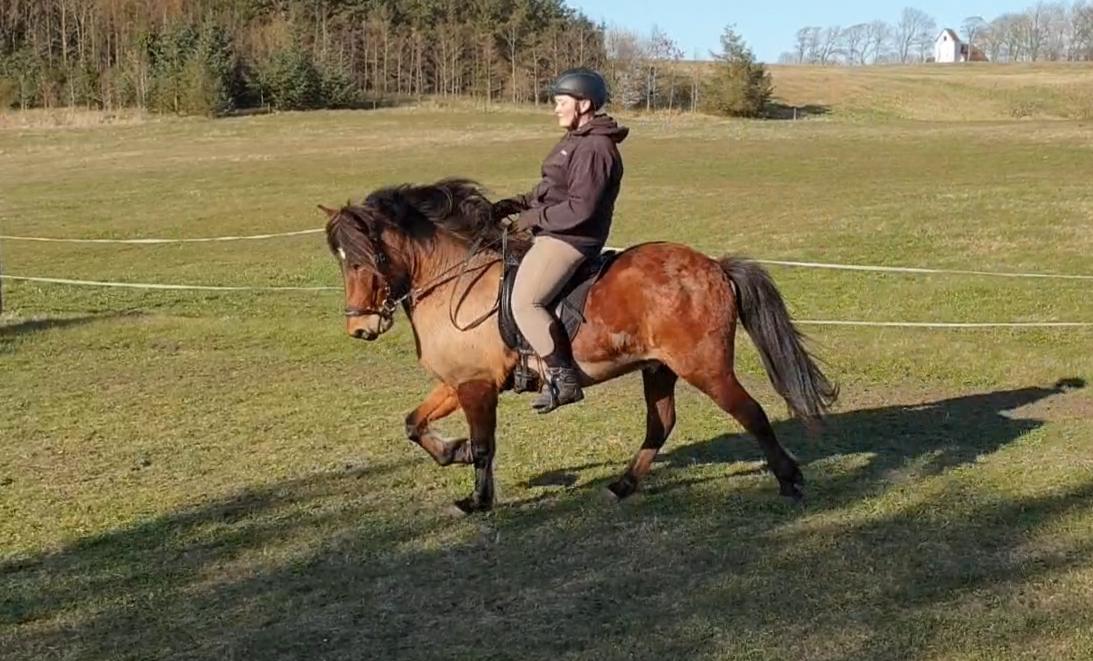 Islænder Sigurdur fra Lindegården SOLGT billede 8