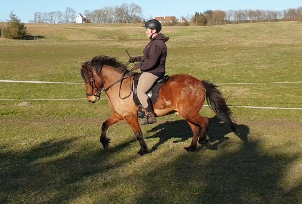 Islænder Sigurdur fra Lindegården SOLGT billede 48