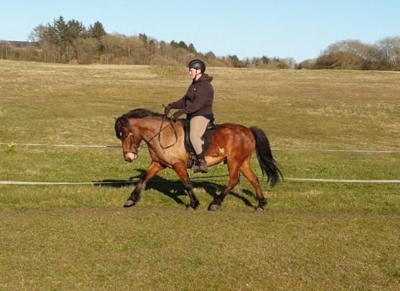 Islænder Sigurdur fra Lindegården SOLGT billede 49