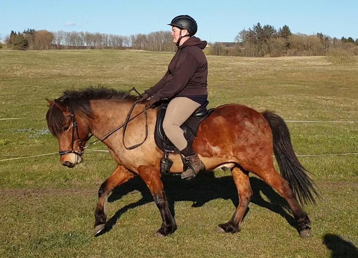 Islænder Sigurdur fra Lindegården SOLGT billede 50