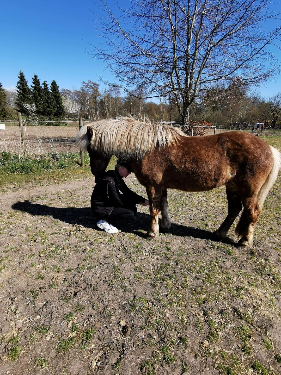 Islænder Elva Fra Torupgård billede 12