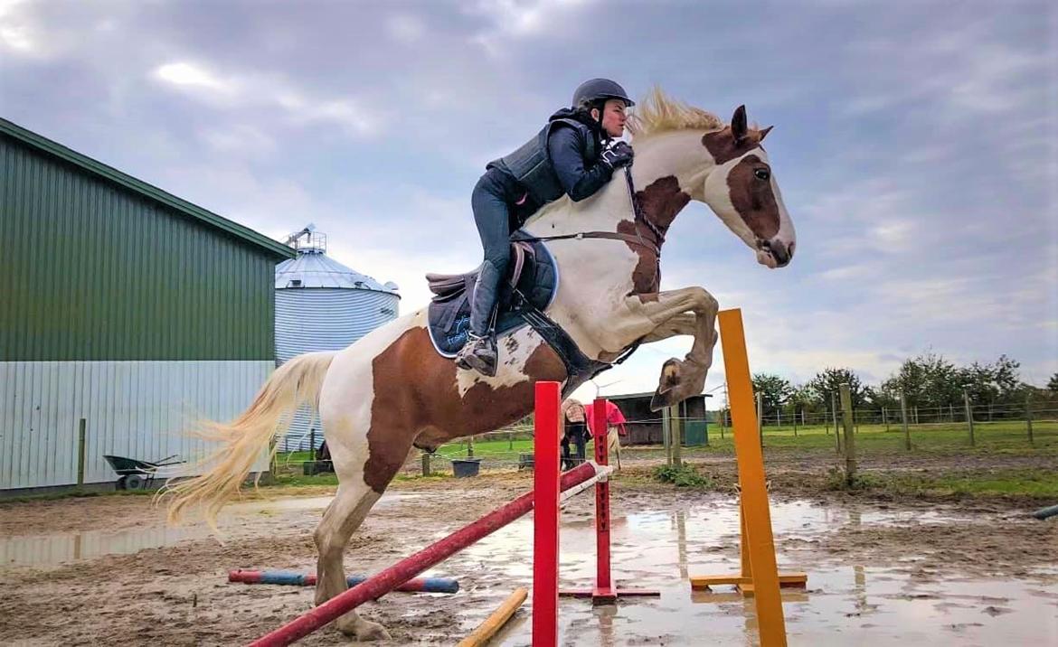 Pinto What A Spot - Spot i 2019 hvor vi sprang ca. 85 cm i cordeo. billede 13