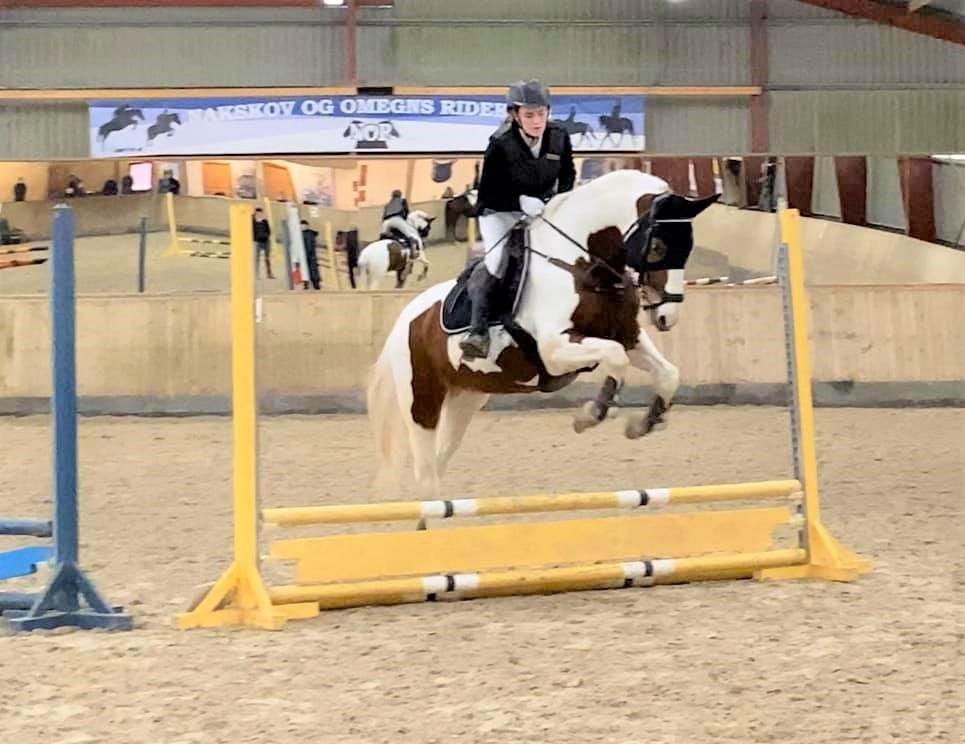 Pinto What A Spot - 50 cm i februar 2020 - sidste springstævne med Spot ♥ billede 12