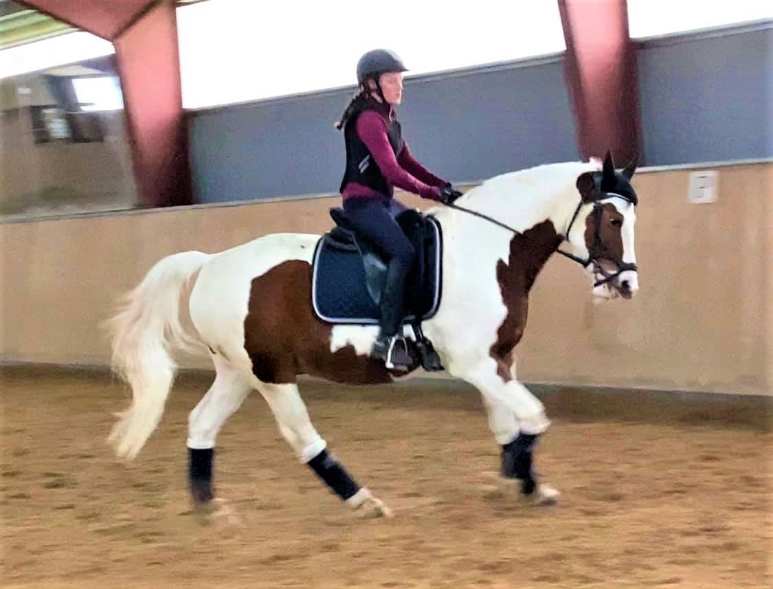 Pinto What A Spot - Han er blevet så sej til det dressur. billede 17