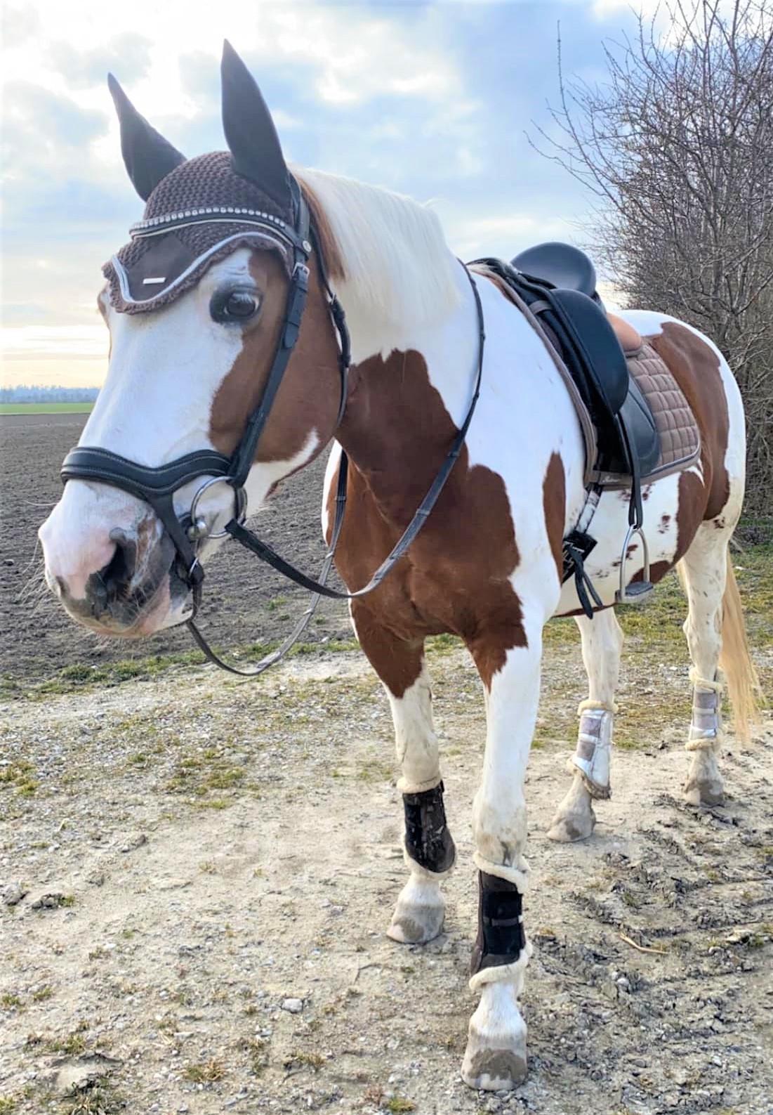 Pinto What A Spot - Han er så fin med sin nye dressursadel. billede 3