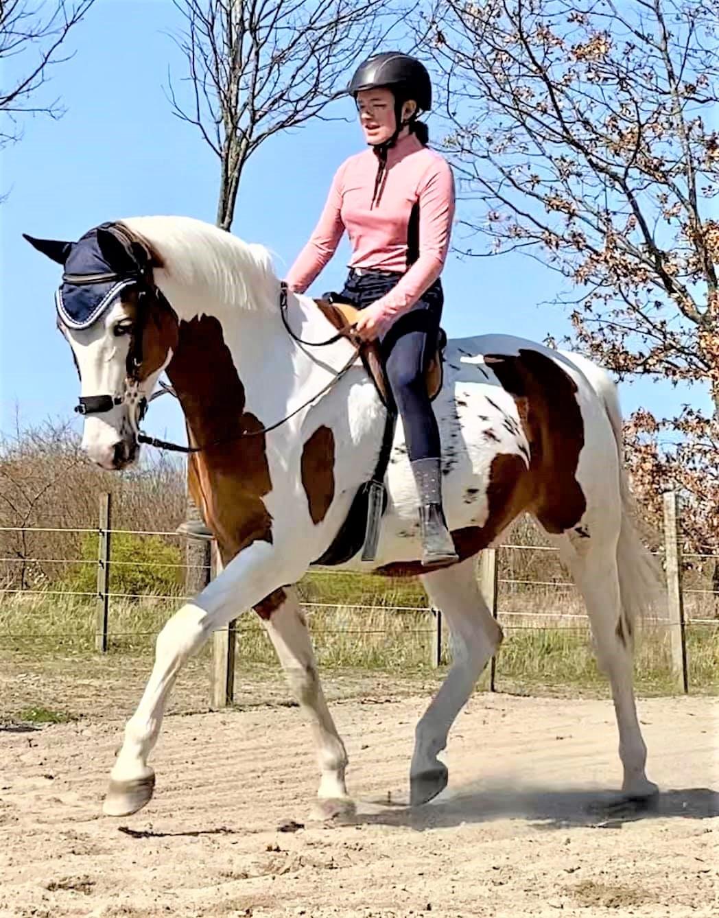 Pinto What A Spot - Spot og jeg i et godt moment med bidløs trense! billede 16