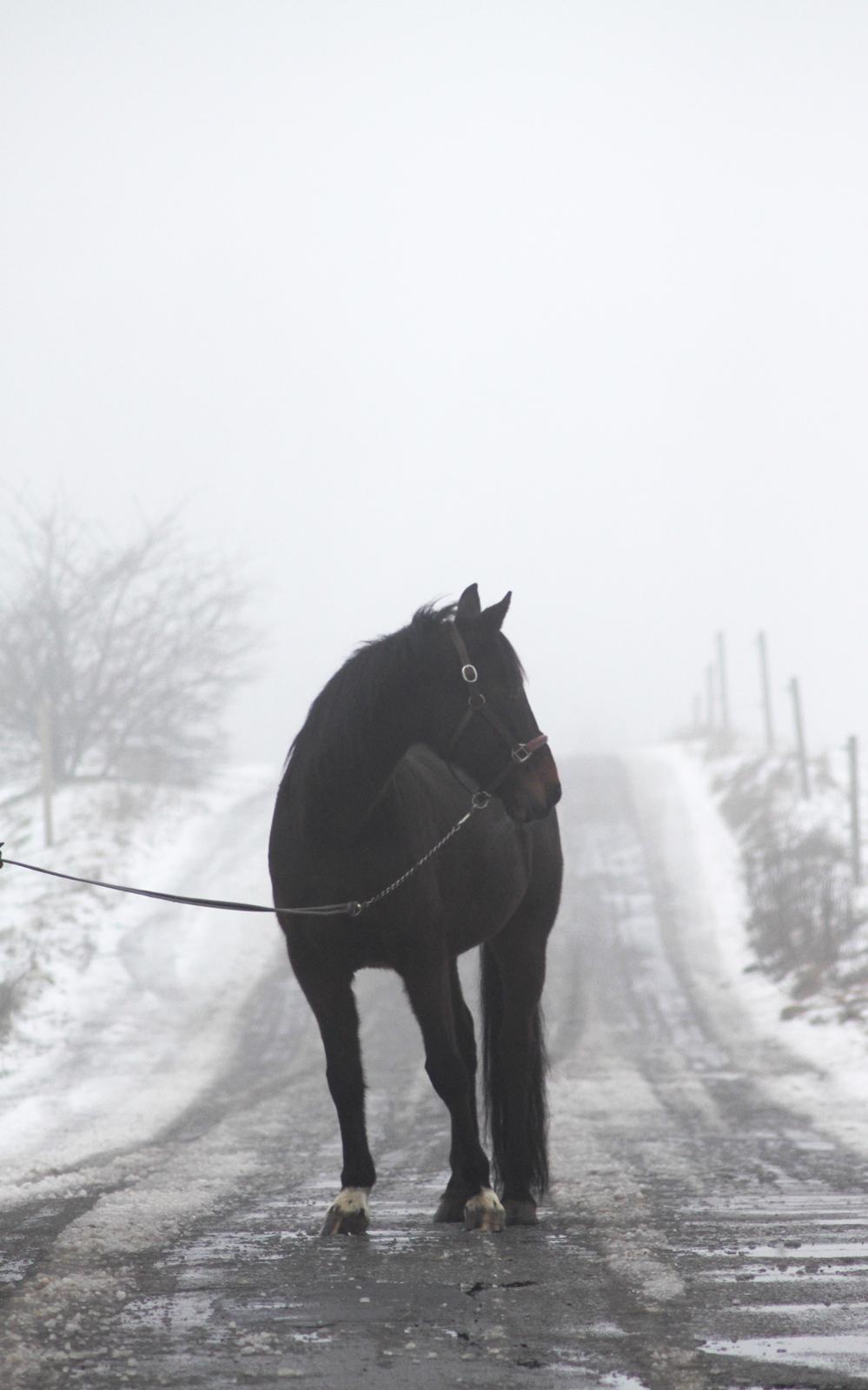 Traver Borlis Alf billede 9