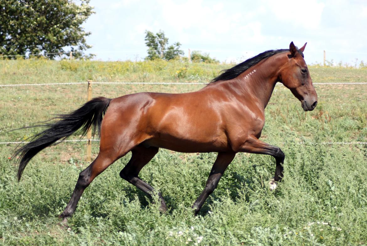 Traver Borlis Alf billede 13