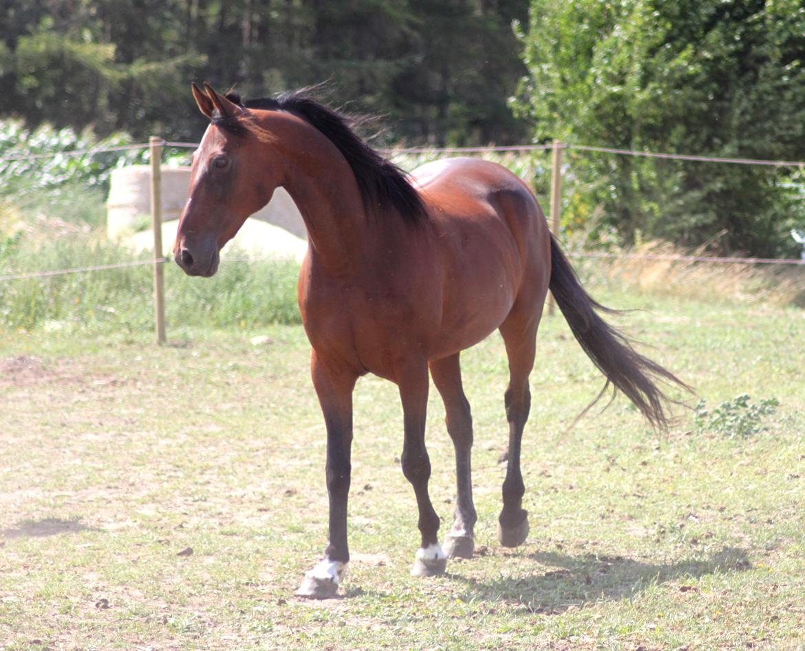 Traver Borlis Alf billede 11