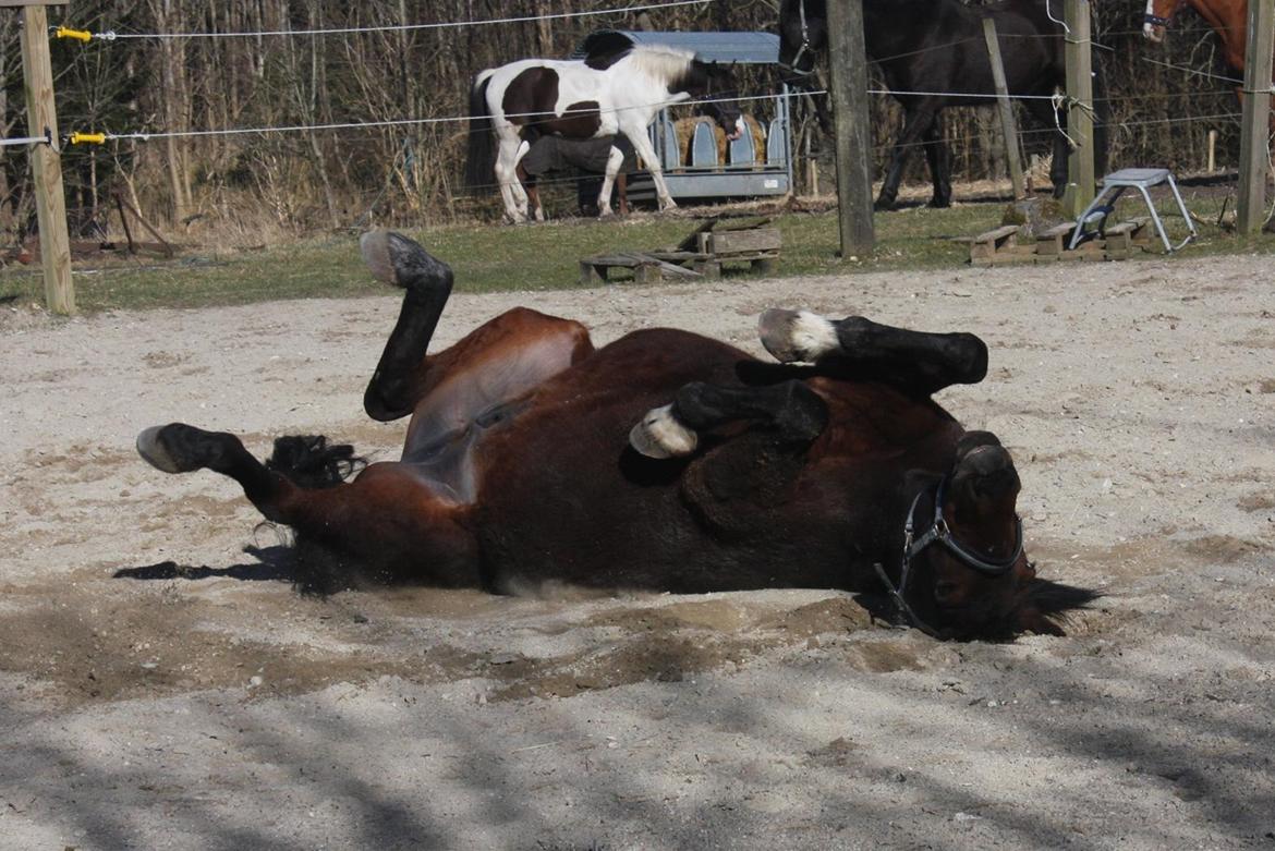 Traver Borlis Alf billede 15