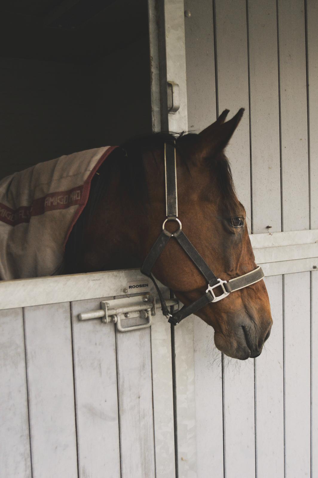 Traver Borlis Alf - Borlis i sin boks 2015. billede 19