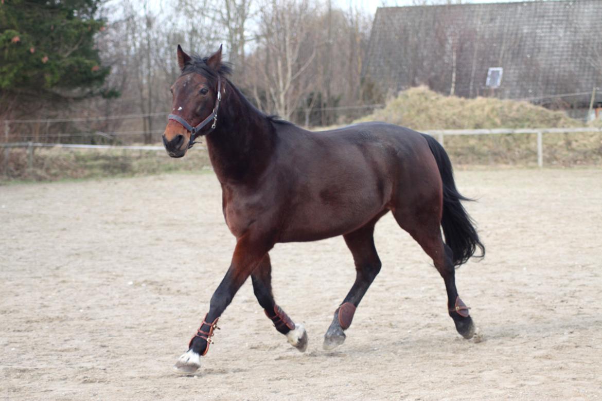 Traver Borlis Alf billede 6