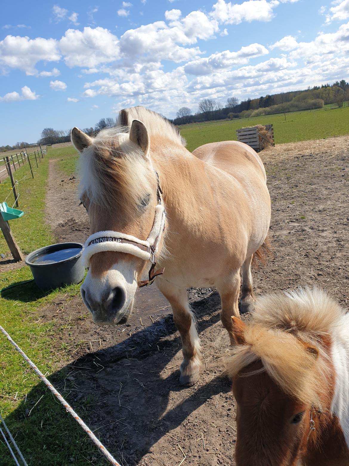 Fjordhest Hedegårds dante hjemme igen  billede 17
