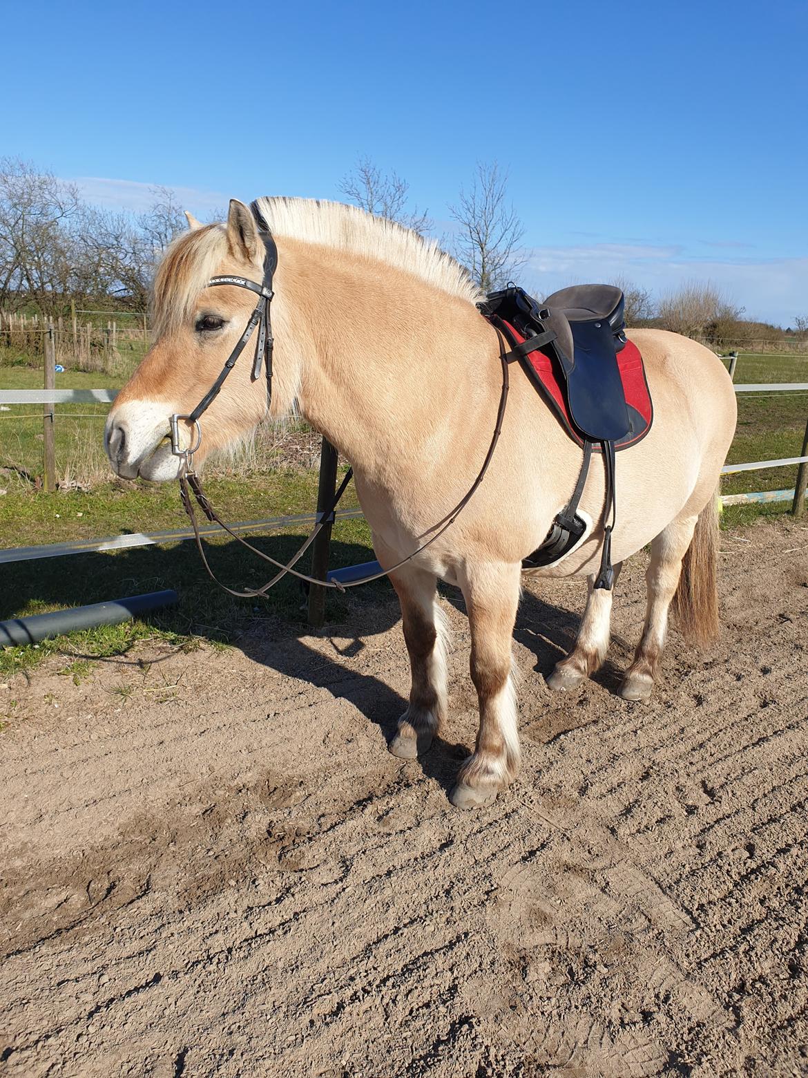 Fjordhest Hedegårds dante hjemme igen  billede 18