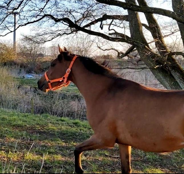 Arabisk fuldblod (OX) Rastox Sedira OX *SOLGT* billede 5