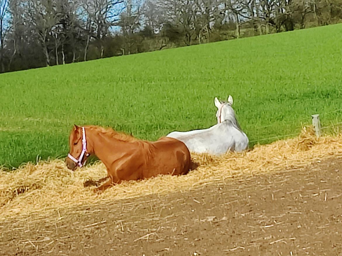 Arabisk fuldblod (OX) Rastox Nokima OX *SOLGT* billede 3