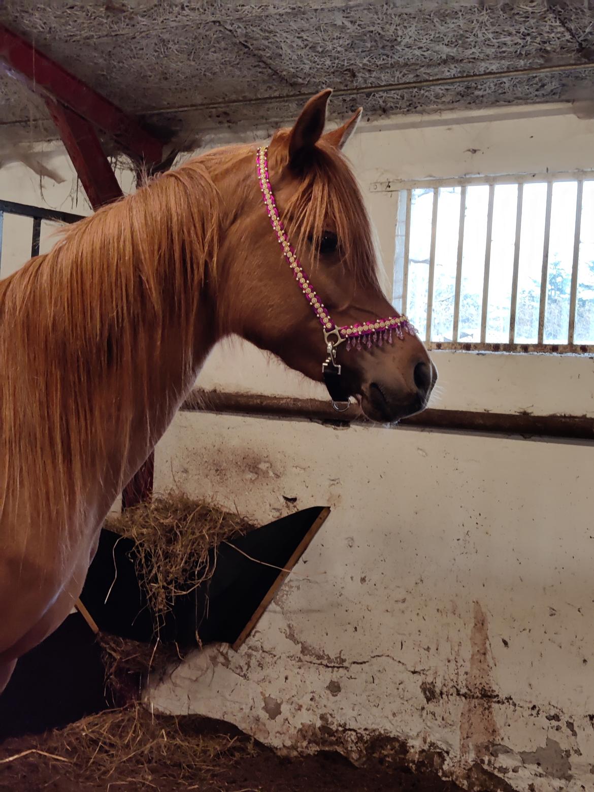 Arabisk fuldblod (OX) Rastox Nokima OX *SOLGT* billede 4