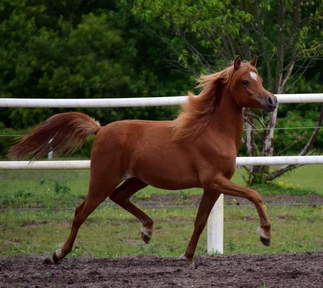 Arabisk fuldblod (OX) Rastox Nokima OX *SOLGT* billede 1