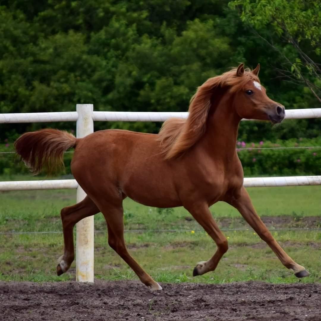 Arabisk fuldblod (OX) Rastox Nokima OX *SOLGT* billede 2