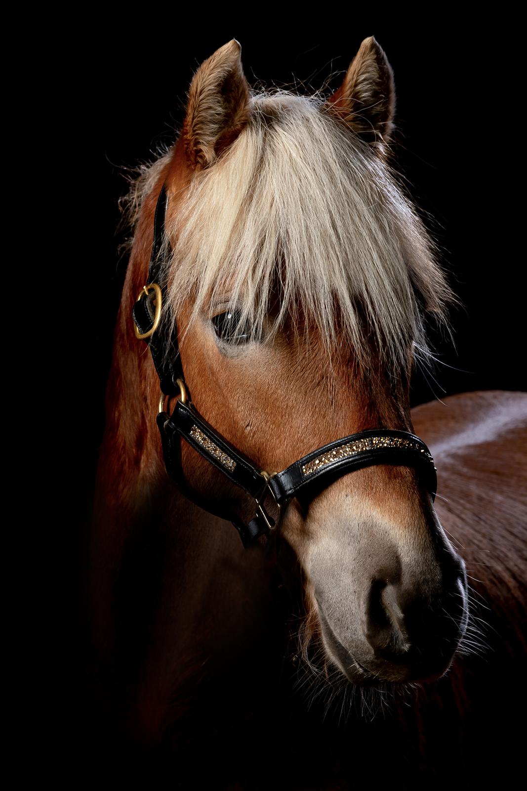 Haflinger Narciso W. K. billede 19