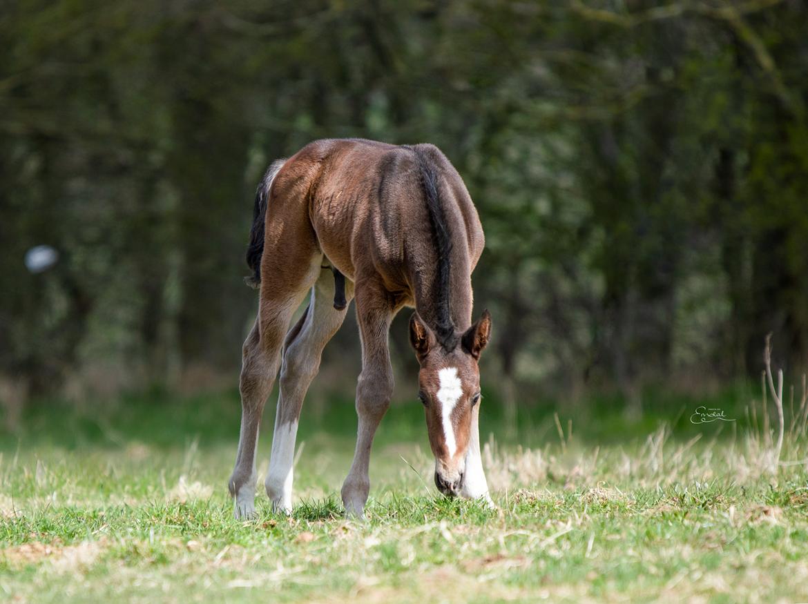 Oldenborg Blak-kes Aslak  - 7 dage gammel. 2021 billede 5