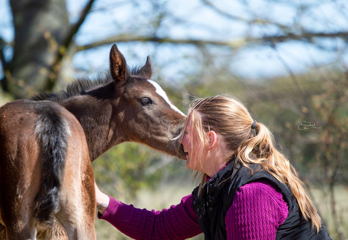 Oldenborg Blak-kes Aslak  billede 9