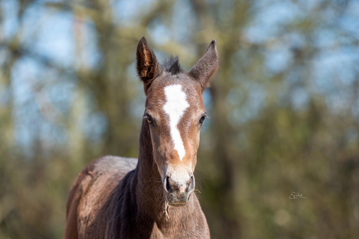 Oldenborg Blak-kes Aslak  - 7 dage gammel. 2021 billede 3