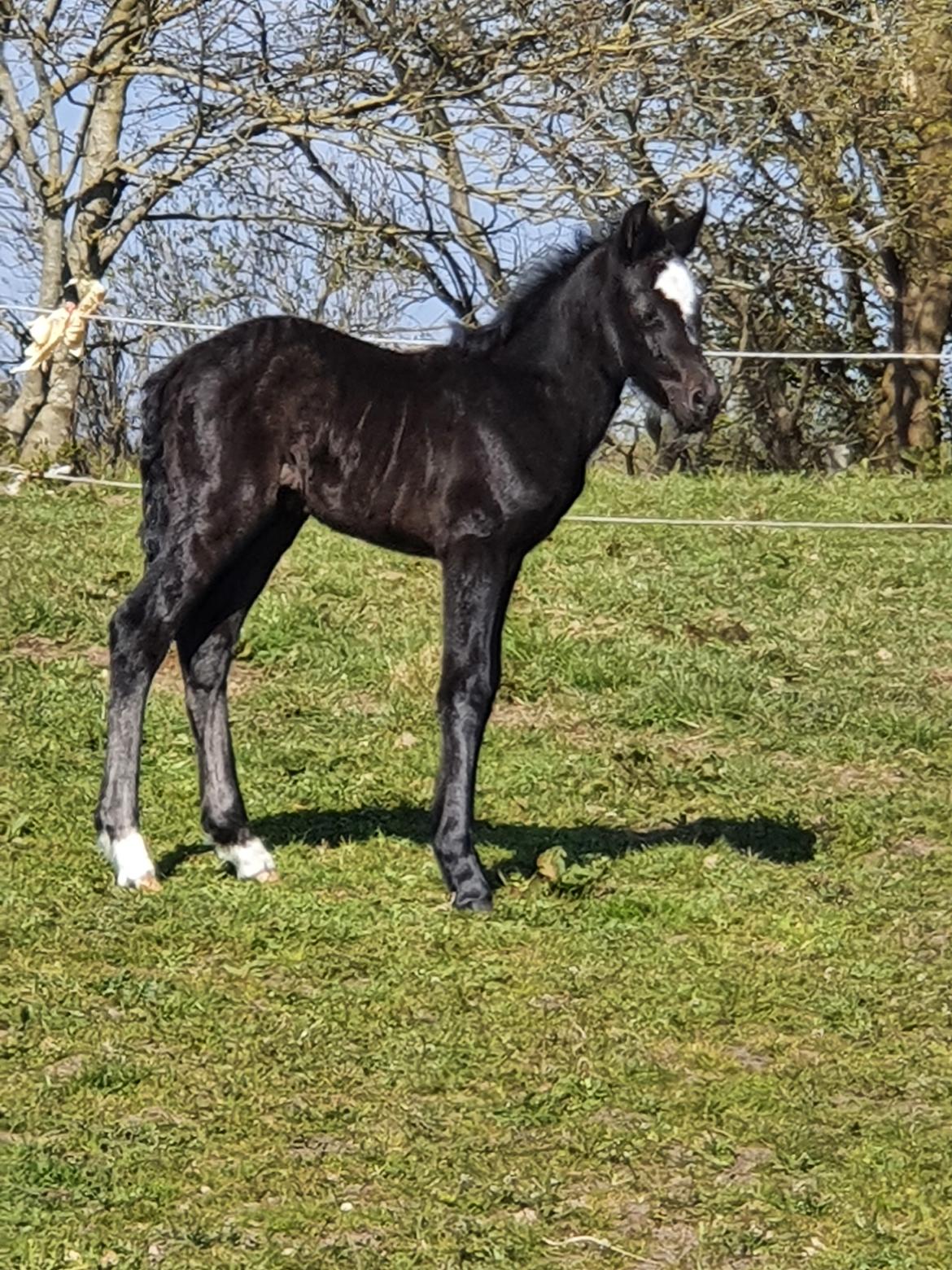 New Forest Marnows Uniqe  billede 8