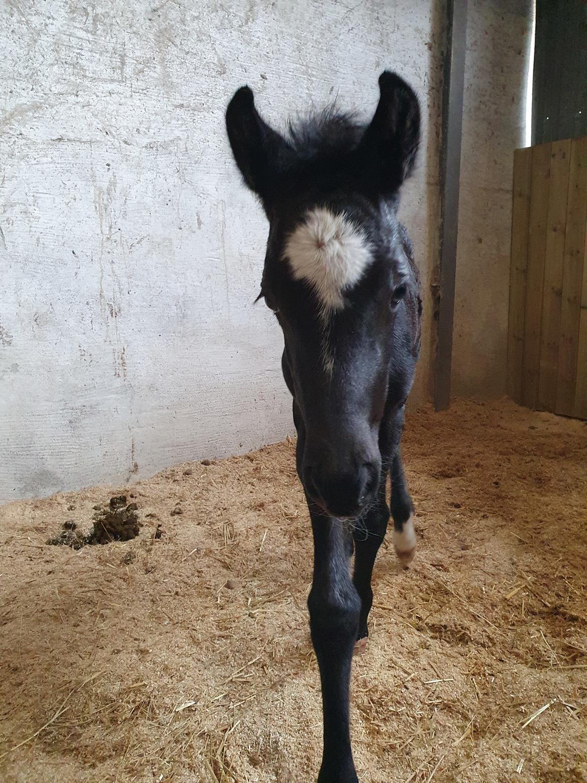 New Forest Marnows Uniqe  billede 5