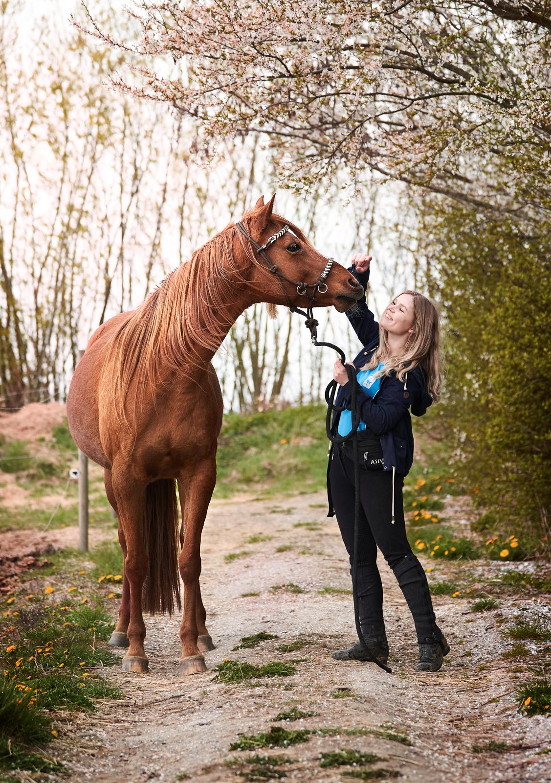 Arabisk fuldblod (OX) Aarupgårds Amina bint charm ox - 10 år med min bedste ven ved min side <3  billede 3