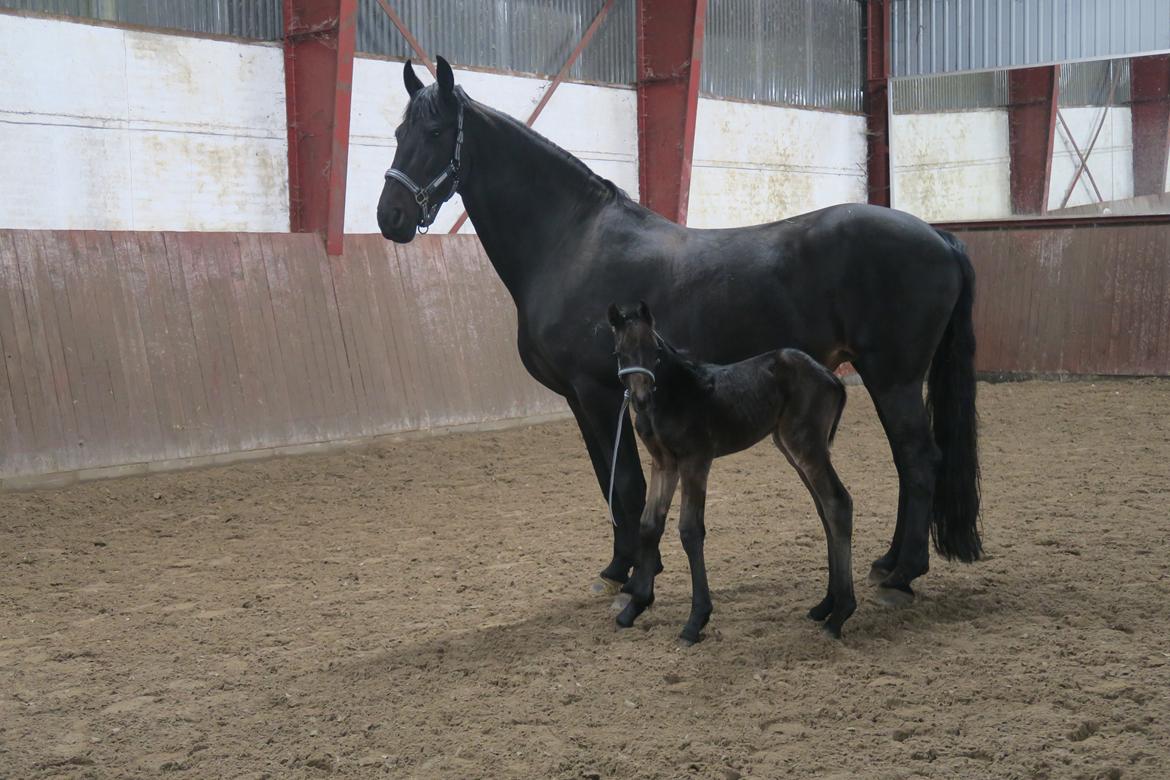 Anden særlig race Santino billede 2