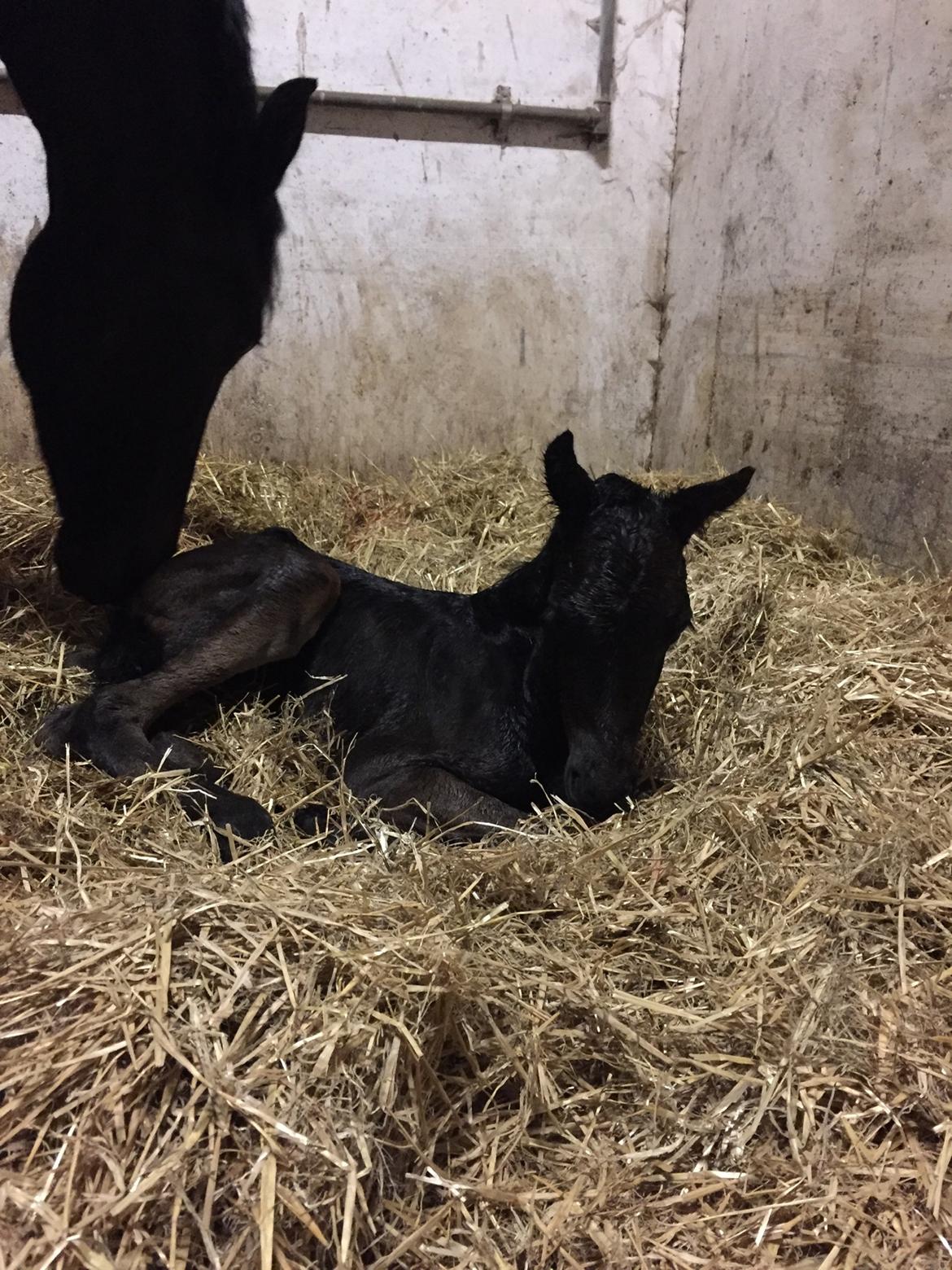 Anden særlig race Santino billede 3