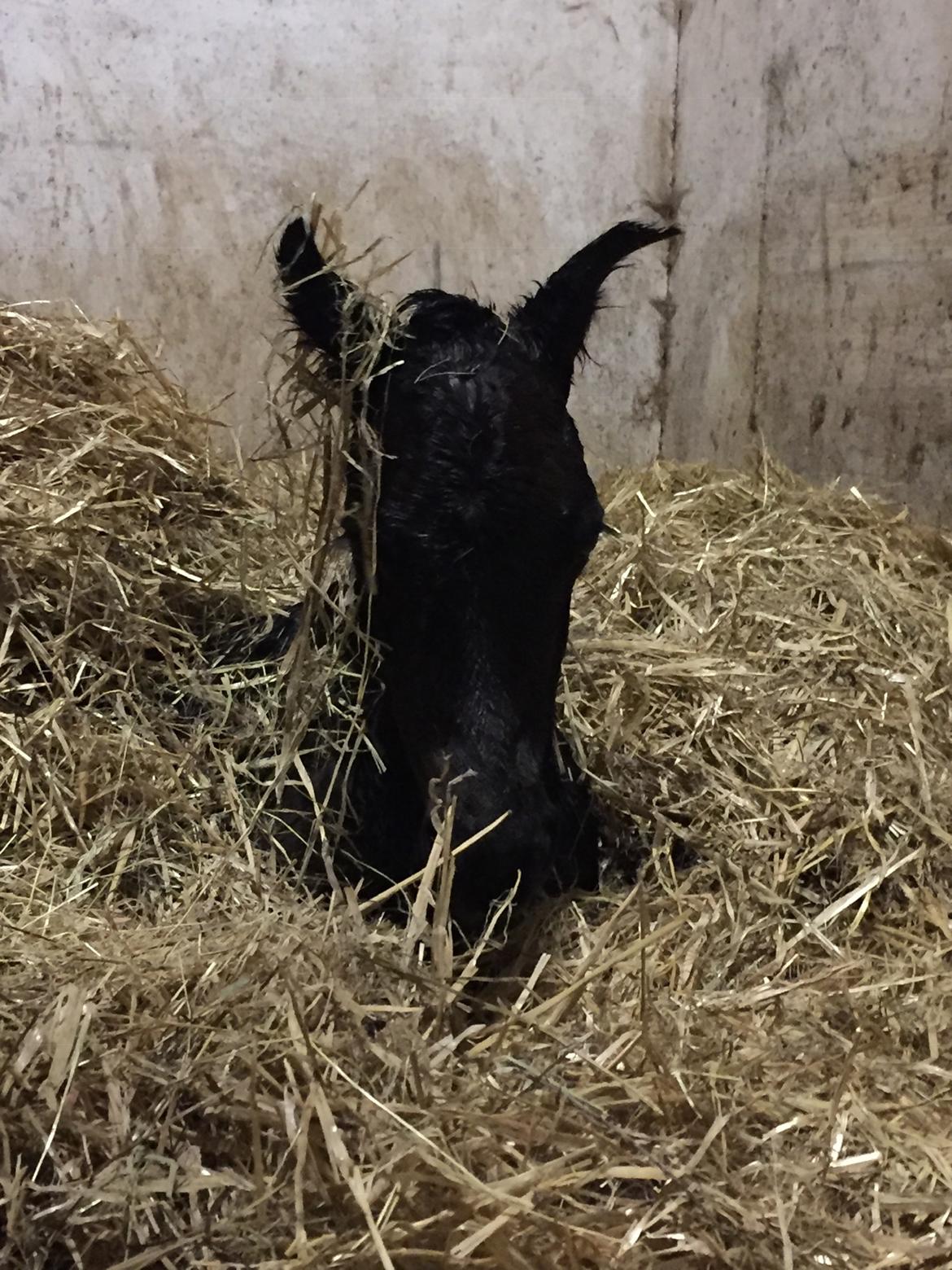 Anden særlig race Santino billede 5