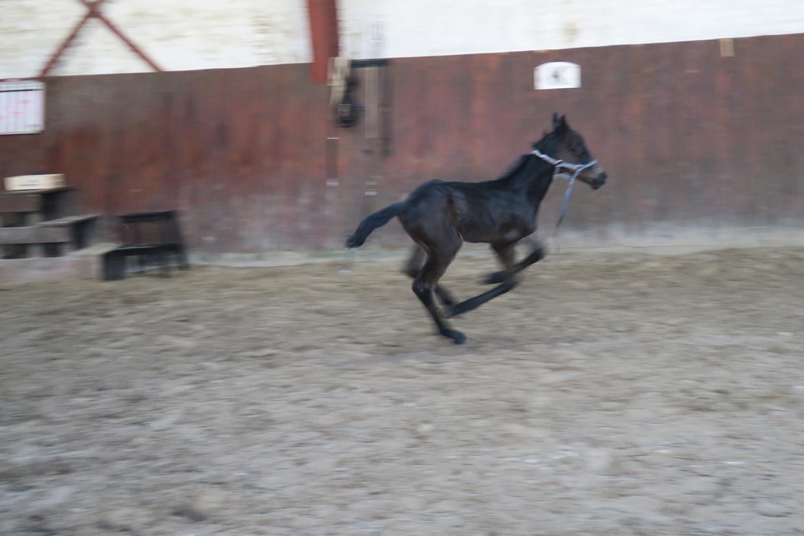 Anden særlig race Santino billede 8