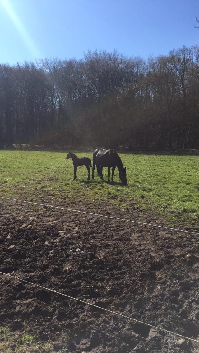Anden særlig race Santino billede 11