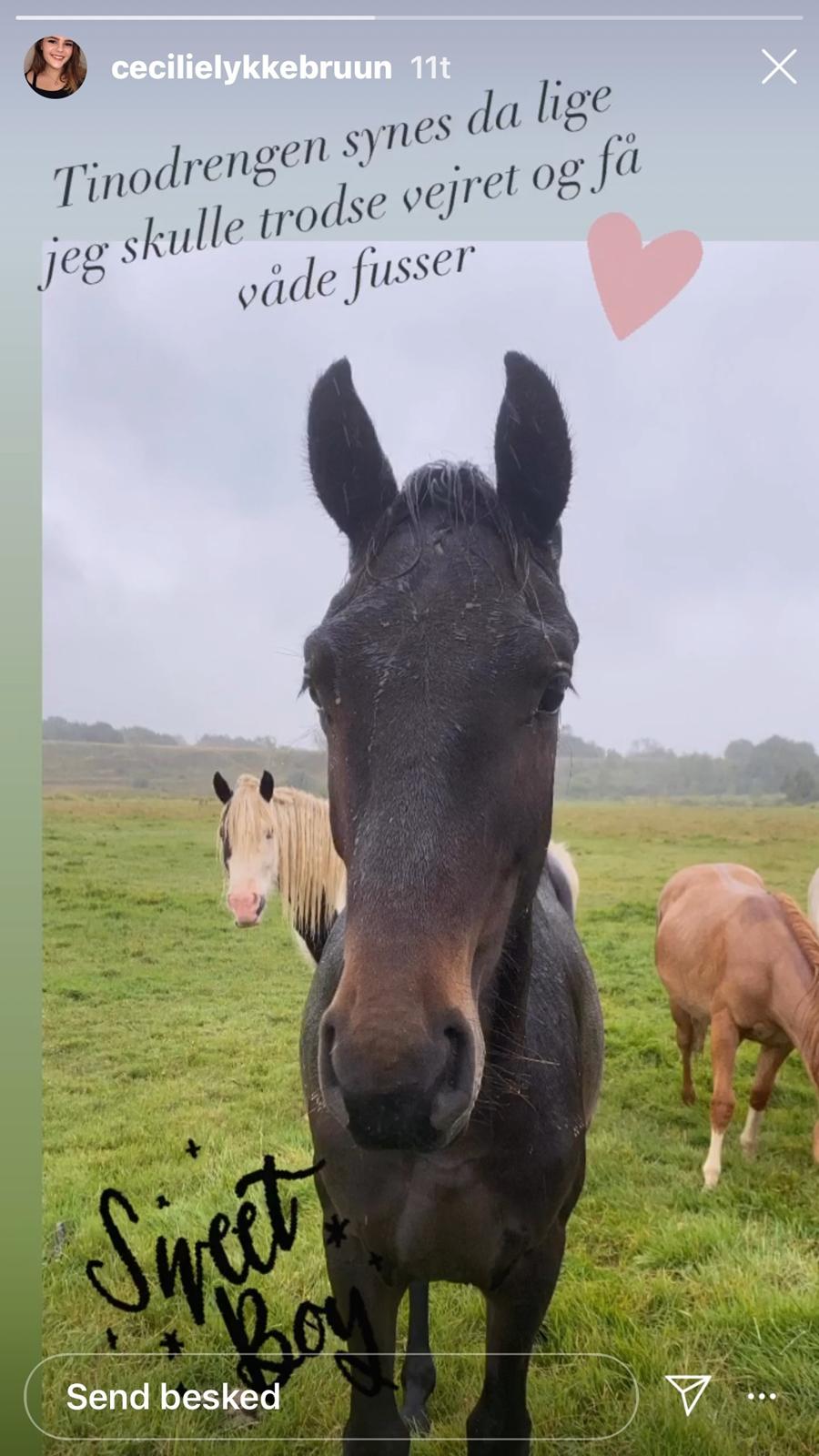 Anden særlig race Santino billede 14
