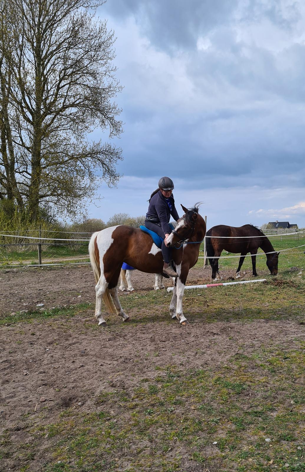 Pinto Pachanga's Anna billede 11