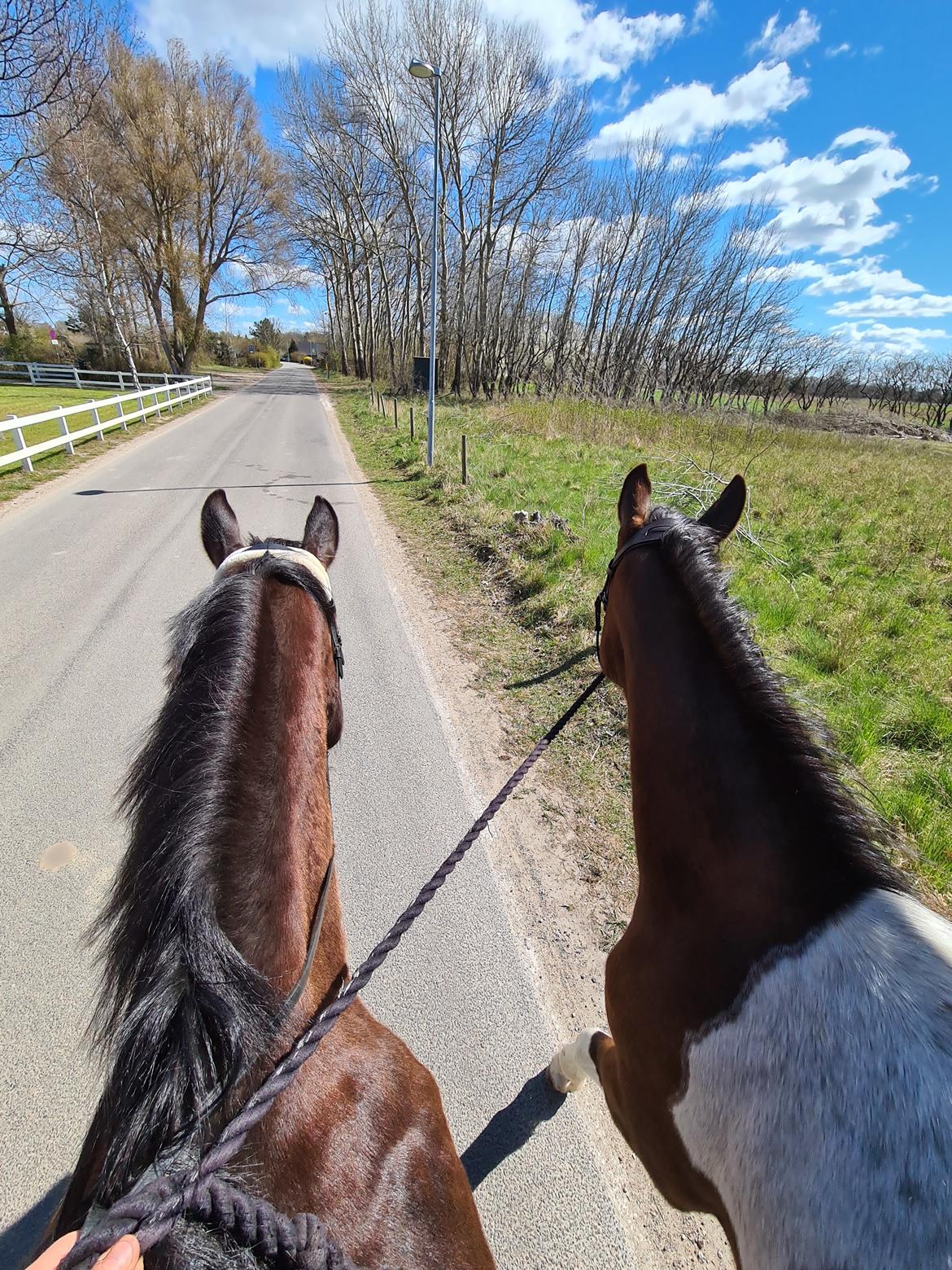 Pinto Pachanga's Anna billede 16