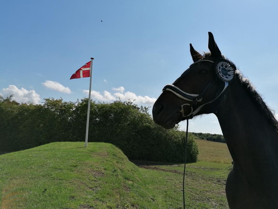 Anden særlig race Pachanga's Patience billede 43